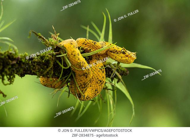 Eyelash Viper, Horned Palm Viper, Bothriechis schlegelii, Schlegelâ. . s Palm Viper, is a relatively small arboreal pit viper