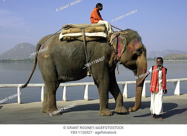 Elephant, Lake Fateh Sagar, Udaipur, Rajasthan, India