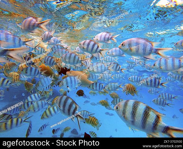 Snorkeling excursion in the shallow waters of the Bora Bora lagoon, Moorea, French Polynesia, Society Islands, South Pacific. Cook's Bay
