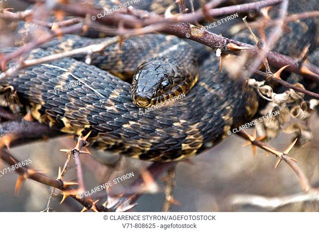 'Brown Water Snake, Nerodia taxispilota' 'Corolla, NC 27927 USA, Outer Banks, Currituck Heritage Park, wetlands vegetation near Currituck Sound'