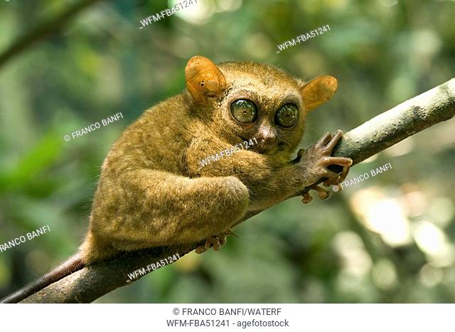 Philippine tarsier, prosimian primate, Tarsius syrichta, Bohol, Philippines