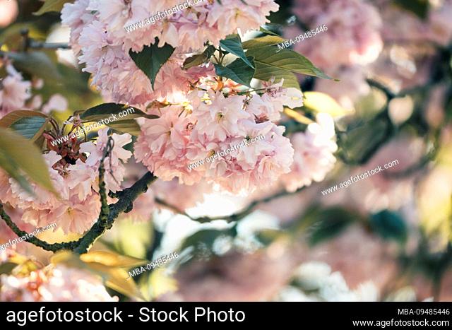 Blossoming cherry, branch, close-up