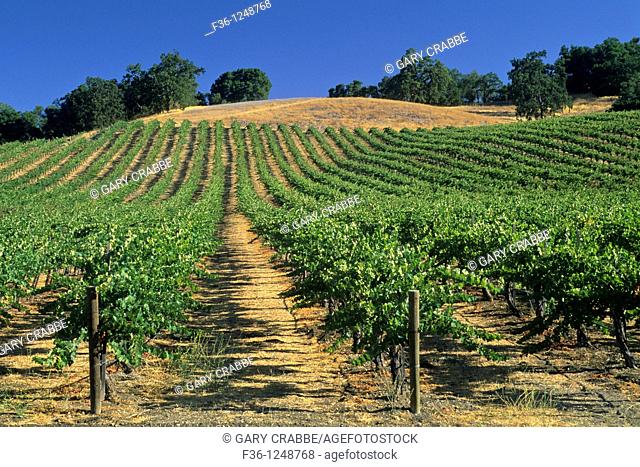 Vineyards along Chimney Rock Road, Paso Robles, San Luis Obispo County, California