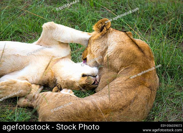 Some young lions cuddle and play with each other