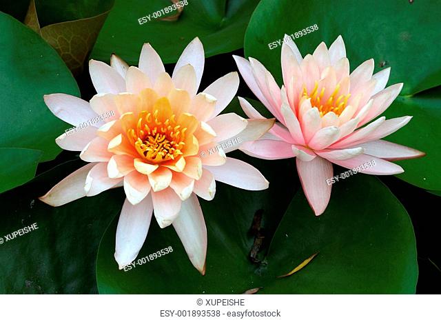 Plant, lotus flower