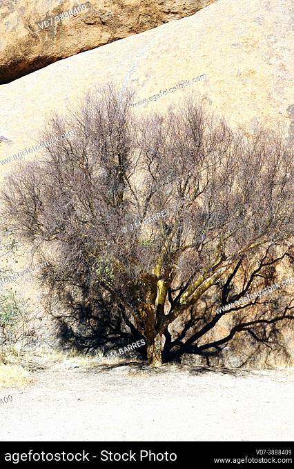 Balsam tree or kaokoveld (Commiphora glaucescens) is a deciduous small tree native to Namibia and southern Angola. This photo was taken in Spitzkoppe, Namibia
