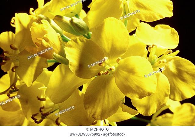 rape, turnip Brassica napus, flowers