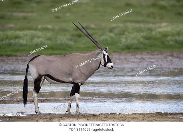 Gemsbok (Oryx gazella), in the waterhole Kgalagadi Transfrontier Park, Kalahari desert, South Africa/Botswana