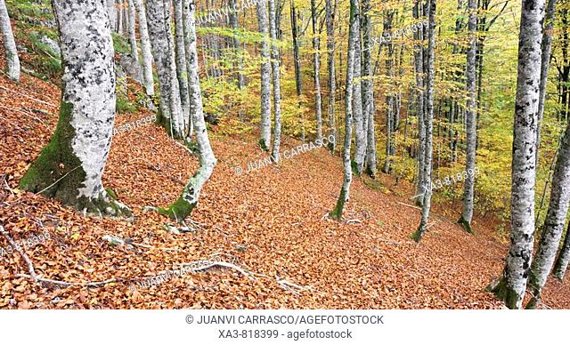 Forest at autumn, Selva de Irati, Navarra Pyrenees, Spain