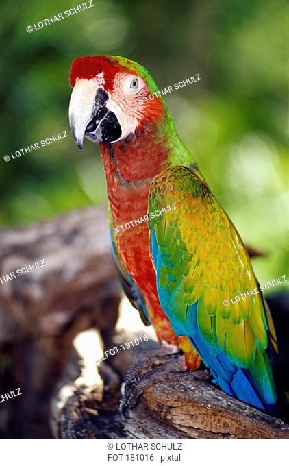 Red Macaw perching on a log in a wildlife reserve