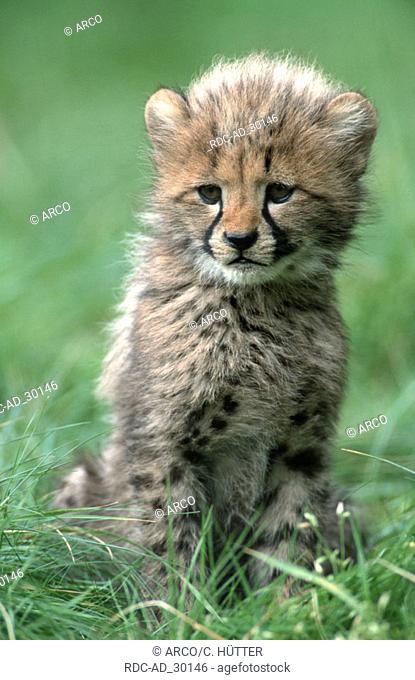 Cheetah cub 3 month old Acinonyx jubatus