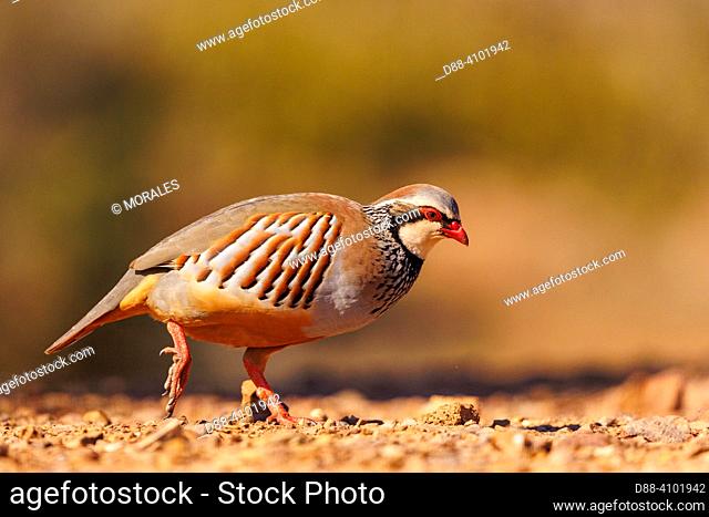 Europe, Spain, Castile, Penalajo, Red-legged Partridge (Alectoris rufa), on the ground