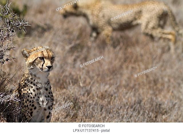 Yong cheetah sitting beside acacia bush in long , dry grass, with side view of mother stalking behind, Lewa Downs, Kenya, East Africa