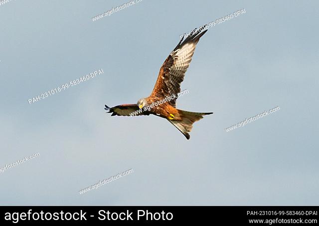 05 October 2023, Saxony-Anhalt, Lutherstadt Wittenberg: 05.10.2023, A red kite (Milvus milvus) flies in the sky, some kilometers south of Lutherstadt Wittenberg