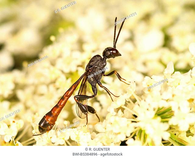 Gasteruptiid wasp (Gasteruption minutum), Female on Daucus carota, Germany