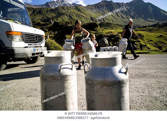France, Savoie, Beaufortain valley, Beaufort sur Doron, Cormet de Roselend pass, Plan de la Lai mountain pasture, milk collection in high mountain pasture by...