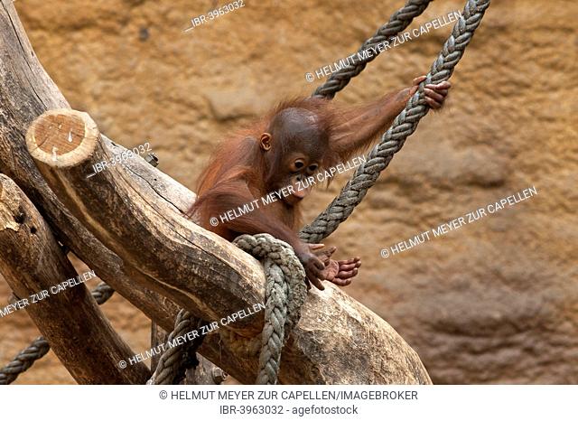 Orangutan (Pongo pygmaeus), infant climbing on a rope, captive, Germany