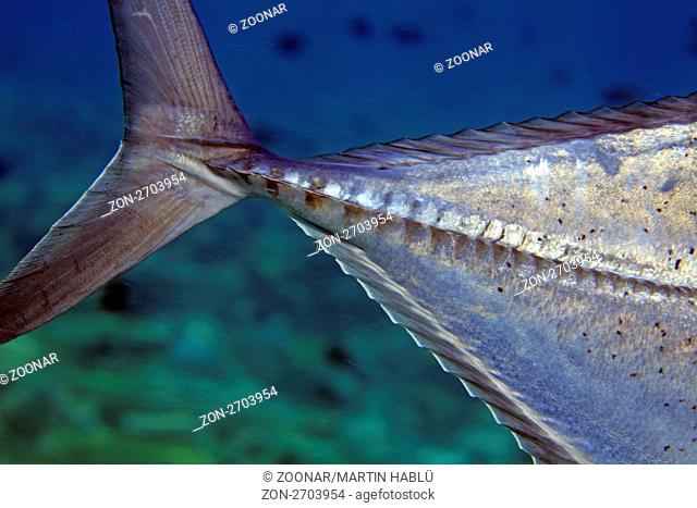 Dickkopf-Makrele, Caranx ignobilis, Ari Atoll, Malediven, Indischer Ozean, Giant Trevally, Ari Atoll, Maldives, Indian Ocean