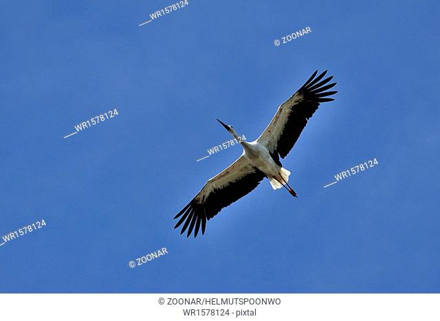 Juvenile White Stork