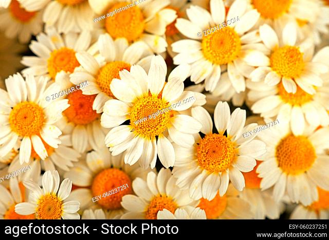 Close up background of fresh white chamomile daisy flowers, elevated top view, directly above