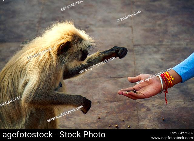 Woman's hand gives seeds to monkey, sacred animal and feed of animals. India