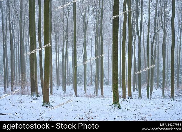 Deciduous forest, beech, oak, snow, winter, Spessart, Bavaria, Germany