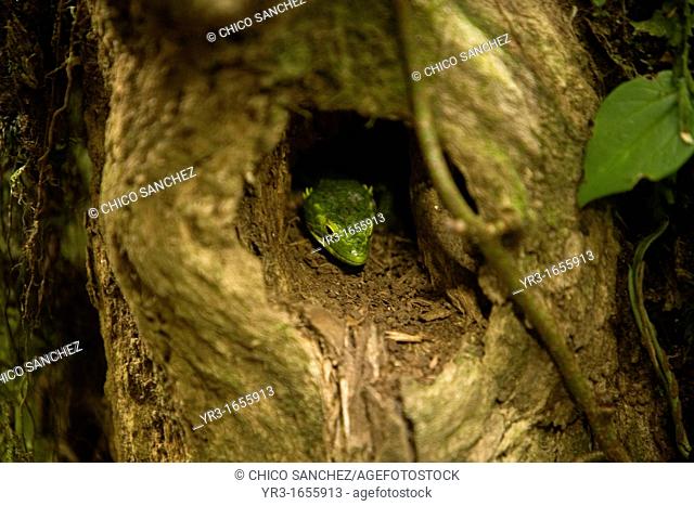 An arboreal alligator lizard Abronia Matudai known as 'dragoncillo verde' or 'green dragon' stands in his nest in a tree in El Triunfo Biosphere Reserve in the...