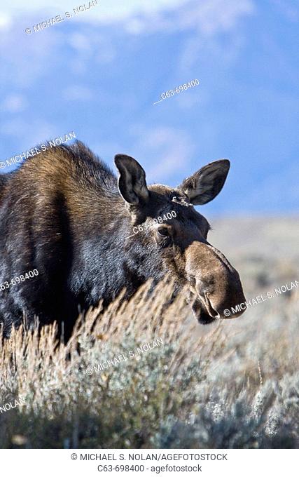 Moose Alces alces shirasi near the Gros Ventre river just outside of Grand Teton National Park, Wyoming, USA  The moose is actually the largest member of the...