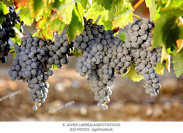 Grenache grapes, vineyards, Laguardia, Rioja Alavesa, Araba, Basque Country, Spain