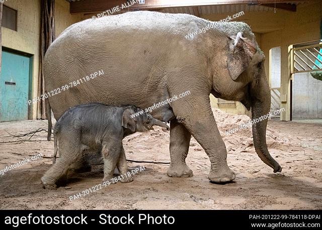 22 December 2020, Lower Saxony, Osnabrück: Baby elephant Yaro stands next to his mother Douanita (33) at Osnabrück Zoo. The little bull was born on 21