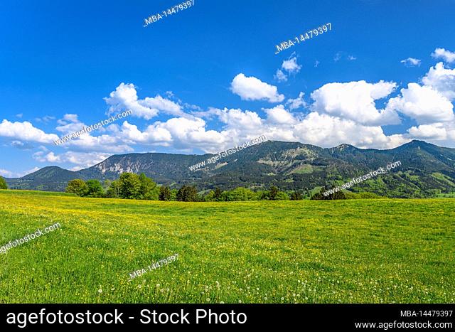 Germany, Bavaria, county Rosenheim, Samerberg, Steinkirchen, spring meadow against Hochriesgruppe