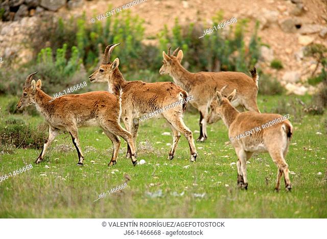 Ibex Capra pyrenaica, Xiva group of Morella. Domain. Castellón. Spain
