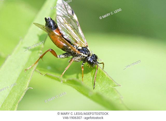 Sawfly, Tenthredo sp  Tenthredo atra closest identification found  Sawfly with red legs, long antennae  Abdomen is bi-colored