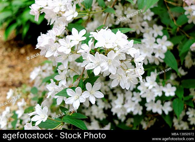 Mayflower bush (Deutzia gracilis) with blossom