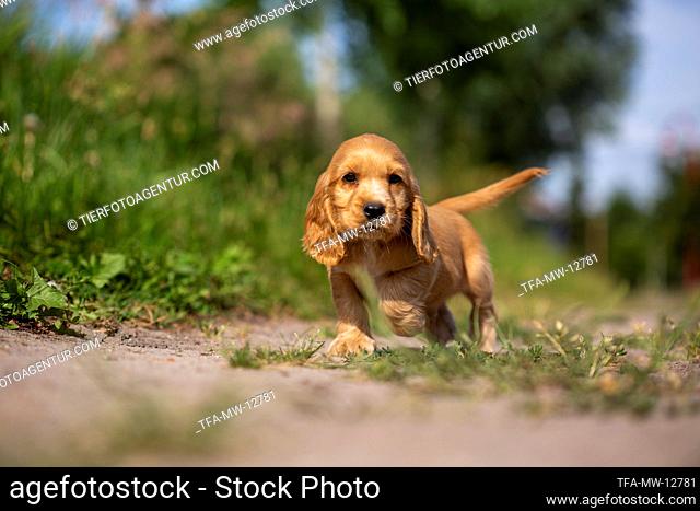 running English Cocker Spaniel puppy