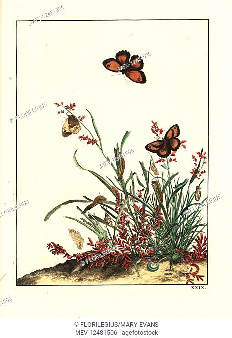 Gatekeeper butterfly, Pyronia tithonus, on grasses. Handcoloured copperplate engraving drawn and etched by Jacob l'Admiral in Naauwkeurige Waarneemingen omtrent...