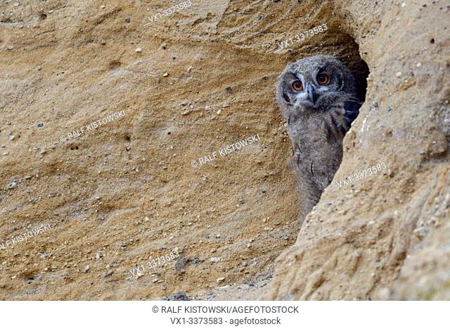 Eurasian Eagle Owl / Europaeischer Uhu ( Bubo bubo ), young chick, watching out of its nest burrow in a sand pit, wildlife, Europe