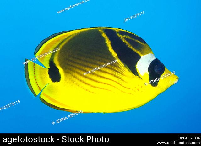 Close-up portrait of a racoon butterflyfish (Chaetodon lunula) swimming in bright blue water, Maui; Hawaii, United States of America