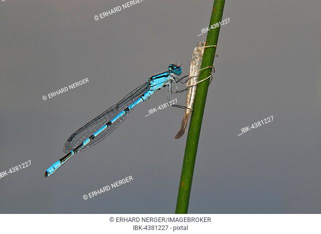 Common blue damselfly, also common bluet or northern bluet (Enallagma cyathigerum), newly hatched male on larval case, Emsland, Lower Saxony, Germany