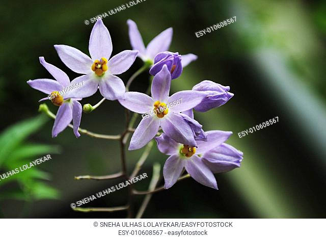 Solanum jasminoides flower , Poona, Mahrshtra, India