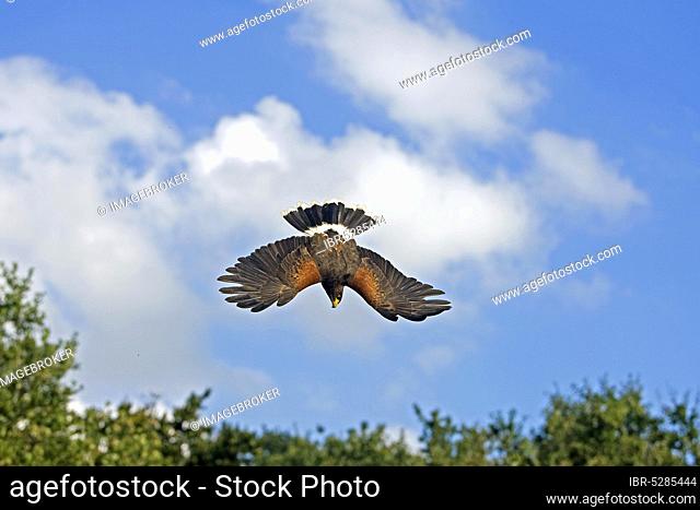 Harris's hawk (parabuteo unicinctus), adult in flight