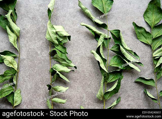 Close up dried curry leaves on dark background. Top view