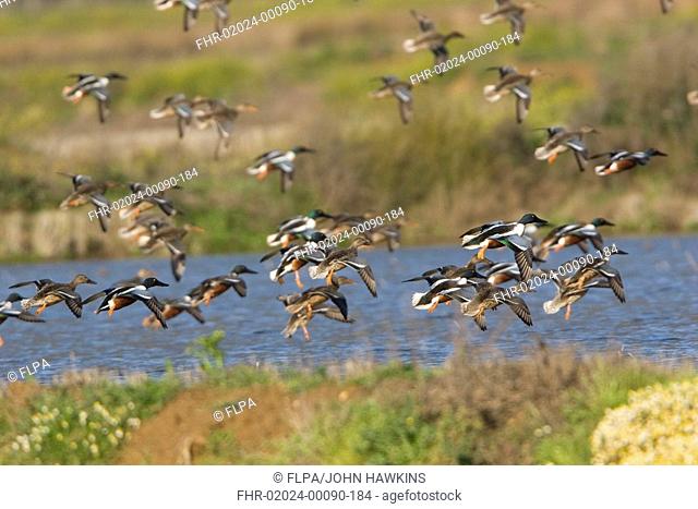 Northern Shoveler Anas clypeata flock, in flight, coming in to land over flooded rice field, Extremadura, Spain, march