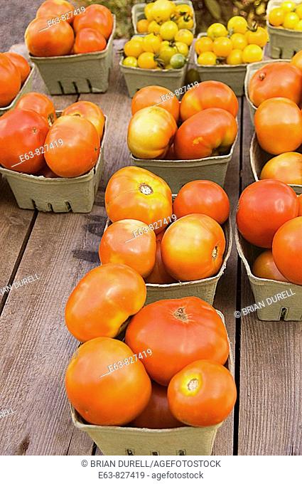 Tomatoes (Lycopersicum esculentum) in baskets. Picton, Ontario, Canada