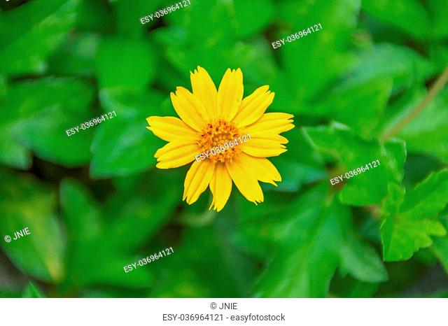 Little yellow star flower on green leaf