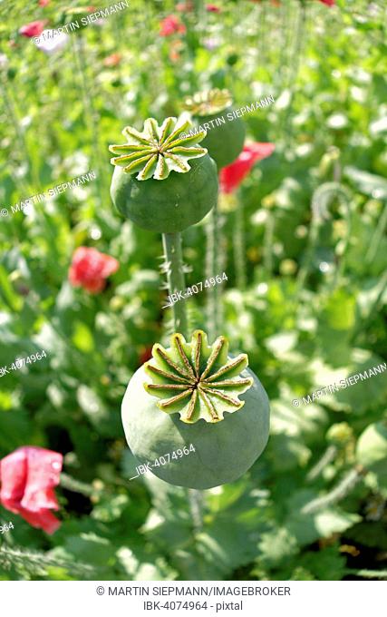 Seed vessel, Opium Poppy (Papaver somniferum), Waldviertler Graumohn, Lower Austria, Austria