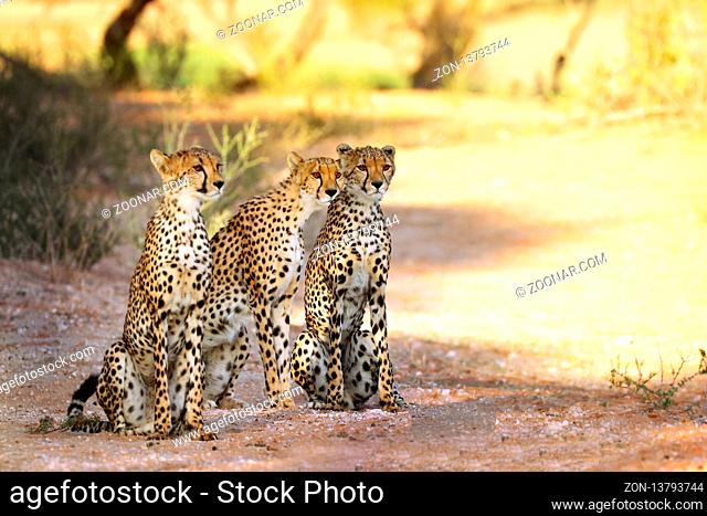 Drei Geparde, Kgalagadi-Transfrontier-Nationalpark, Südafrika, (Acinonyx jubatus) | three Cheetah, Kgalagadi Transfrontier National Park, South Africa
