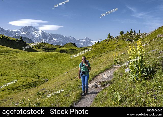 Hiker at the Schynige Platte, behind mountain tops, Jungfrau region, Grindelwald, Bern, Switzerland, Europe