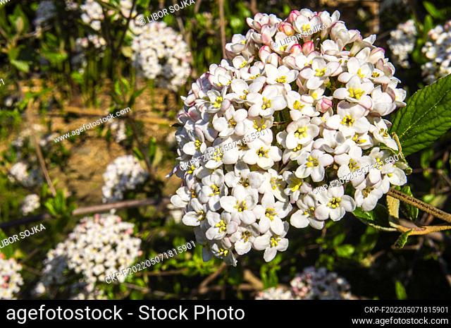 Hybrid Viburnum × burkwoodii flowering in Pruhonice, Czech Republic on April 27, 2022. (CTK Photo/Libor Sojka)