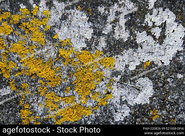 25 July 2022, Denmark, Vang: Lichen on a stone on the Danish island in the Baltic Sea. The island of Bornholm is - together with the offshore archipelago...